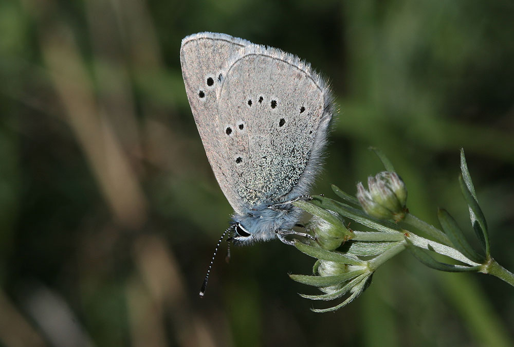 Le Azuré de la Badasse (L') Glaucopsyche melanops (Boisduval, 1828)