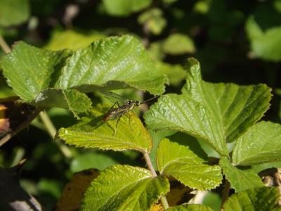  Tenthredopsis A. Costa, 1859