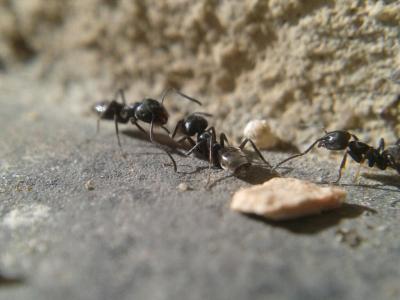  Tapinoma nigerrimum (Nylander, 1856)