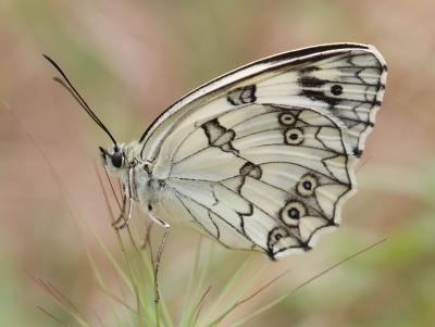 Echiquier ibérique (L'), Échiquier d'Ibérie (L') Melanargia lachesis (Hübner, 1790)