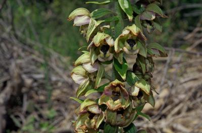 Épipactis à larges feuilles, Elléborine à larges f Epipactis helleborine (L.) Crantz, 1769