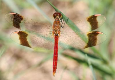 Sympétrum du Piémont (Le) Sympetrum pedemontanum (O.F. Müller in Allioni, 1766)