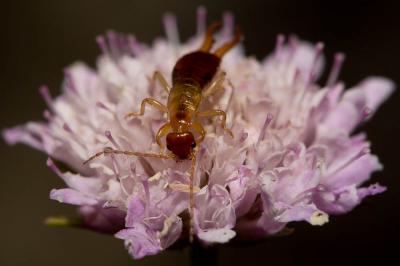  Guanchia pubescens (Géné, 1837)