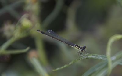 Agrion élégant Ischnura elegans (Vander Linden, 1820)