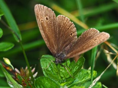 Tristan (Le) Aphantopus hyperantus (Linnaeus, 1758)