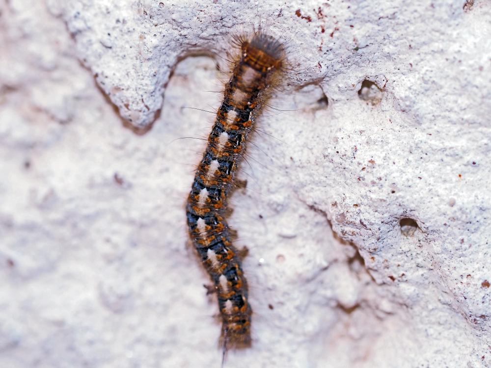 Bombyx du Chêne (Le), Minime à bandes jaunes (Le) Lasiocampa quercus (Linnaeus, 1758)