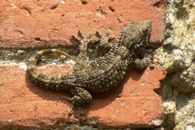 Tarente de Maurétanie Tarentola mauritanica (Linnaeus, 1758)