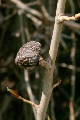 Puceron gallicole des pétioles de peupliers, Pucer Pemphigus bursarius (Linnaeus, 1758)