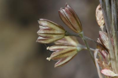 Ail de Girerd Allium oporinanthum Brullo, Pavone & Salmeri, 1977