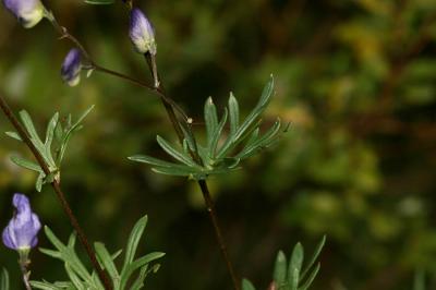 Aconit napel, Casque Aconitum napellus L., 1753