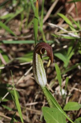 Gouet à capuchon, Capuchon-de-moine Arisarum vulgare O.Targ.Tozz., 1810