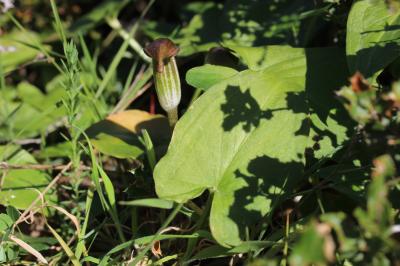 Gouet à capuchon, Capuchon-de-moine Arisarum vulgare O.Targ.Tozz., 1810