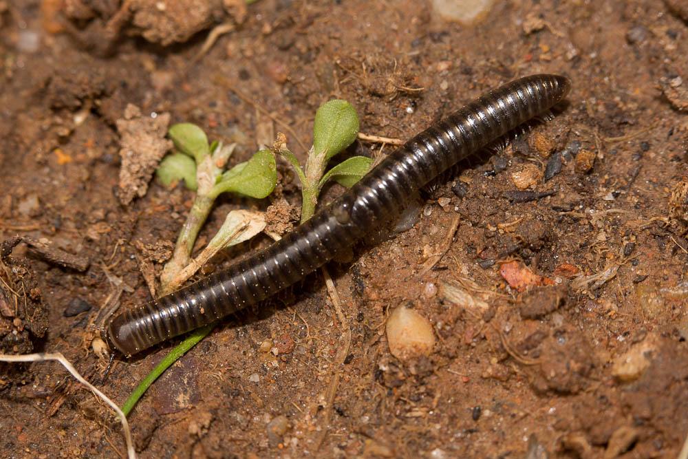  Cylindroiulus caeruleocinctus (Wood, 1864)