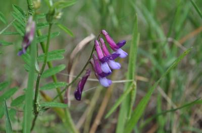 Vesce à gousses velues Vicia dasycarpa Ten., 1829