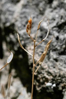 Drave Faux Aïzoon Draba aizoides L., 1767