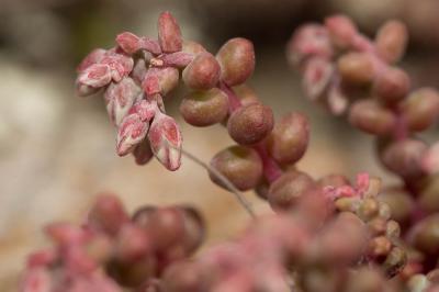 Orpin à feuilles courtes Sedum brevifolium DC., 1808