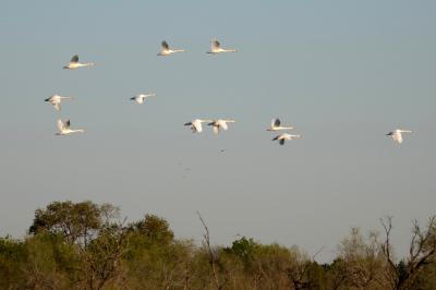 Cygne tuberculé Cygnus olor (Gmelin, 1803)