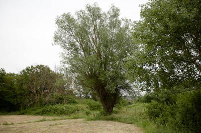 Saule blanc, Saule commun Salix alba L., 1753