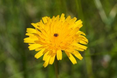 Liondent hispide Leontodon hispidus L., 1753