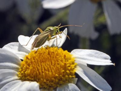  Closterotomus norwegicus (Gmelin, 1790)