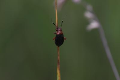  Capsus ater (Linnaeus, 1758)