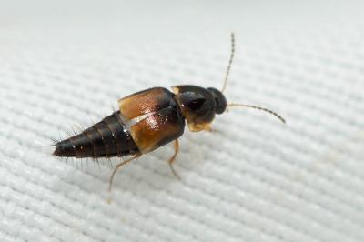  Tachyporus hypnorum (Fabricius, 1775)