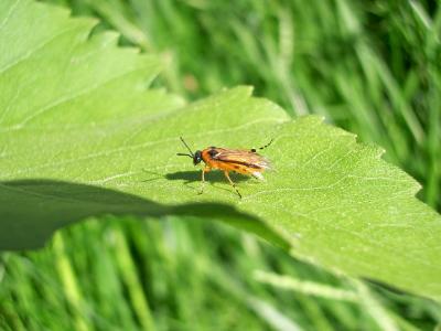 Tenthrède de la rave Athalia rosae (Linnaeus, 1758)