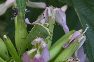 Punaise verte ponctuée Nezara viridula (Linnaeus, 1758)