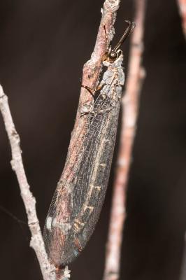  Myrmeleon inconspicuus Rambur, 1842