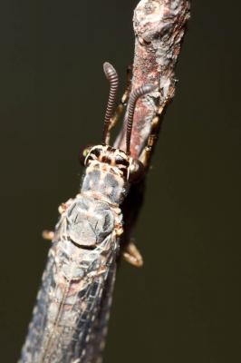  Myrmeleon inconspicuus Rambur, 1842