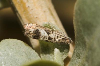  Selania leplastriana (Curtis, 1831)