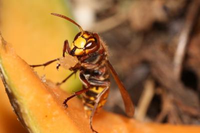 Frelon d'Europe, Frelon, Guichard Vespa crabro Linnaeus, 1758