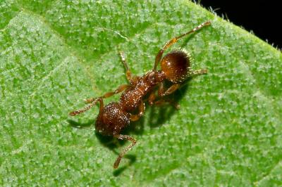  Myrmica scabrinodis Nylander, 1846