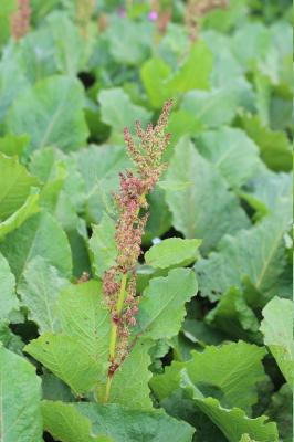 Rumex des Alpes Rumex alpinus L., 1759