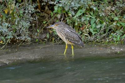 Héron bihoreau, Bihoreau gris Nycticorax nycticorax (Linnaeus, 1758)