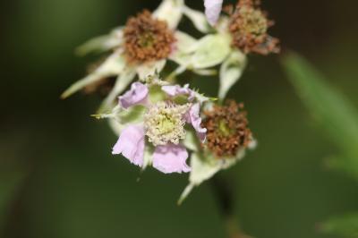 Ronce laciniée Rubus laciniatus (Weston) Willd., 1806