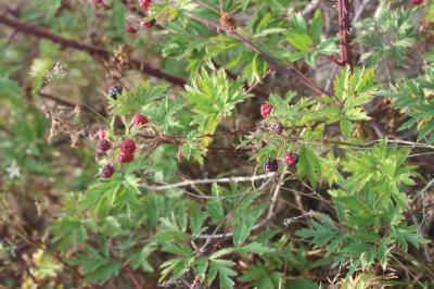 Ronce laciniée Rubus laciniatus (Weston) Willd., 1806