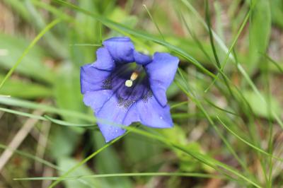 Gentiane acaule Gentiana acaulis L., 1753