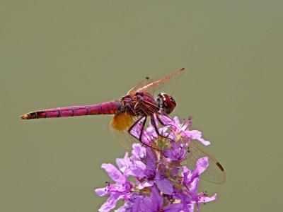 Trithémis annelé (Le) Trithemis annulata (Palisot de Beauvois, 1807)