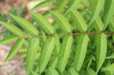 Faux vernis du Japon, Ailante glanduleux, Ailante, Ailanthus altissima (Mill.) Swingle, 1916