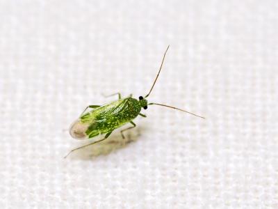  Orthotylus flavosparsus (Sahlberg, 1841)