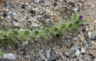 Vipérine des sables Echium arenarium Guss., 1826