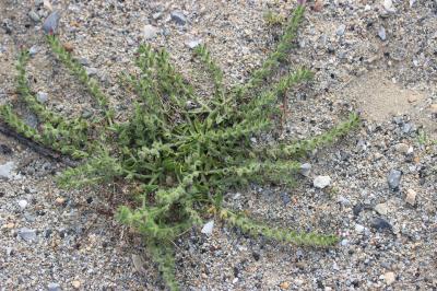 Vipérine des sables Echium arenarium Guss., 1826