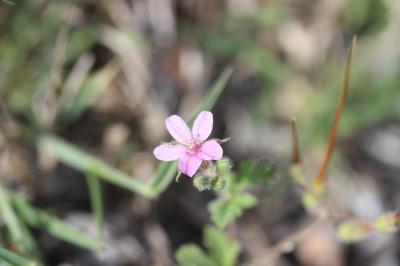 Bec-de-grue de Chios Erodium chium (L.) Willd., 1794