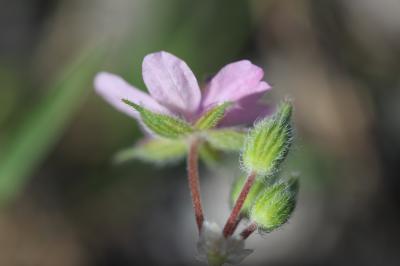 Bec-de-grue de Chios Erodium chium (L.) Willd., 1794