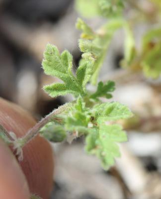 Bec-de-grue de Chios Erodium chium (L.) Willd., 1794