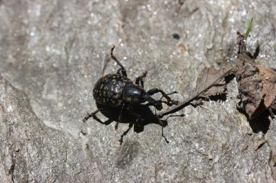  Liparus germanus (Linnaeus, 1758)