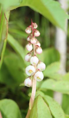 Petite pyrole Pyrola minor L., 1753