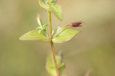 Lindernie fausse-gratiole, Fausse Gratiole Lindernia dubia (L.) Pennell, 1935