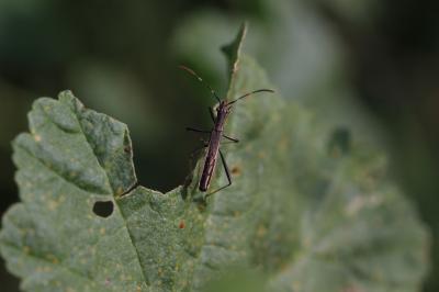  Micrelytra fossularum (Rossi, 1790)